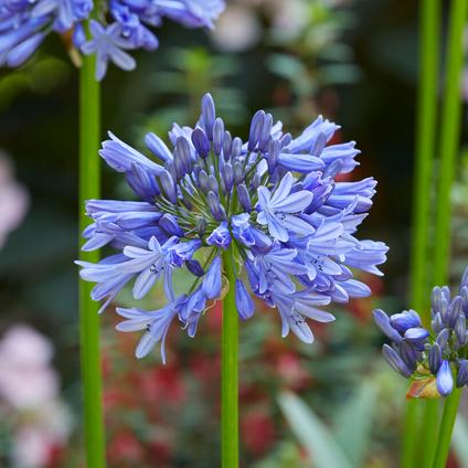 Agapanthus 'Africanus' (Ships in Spring)