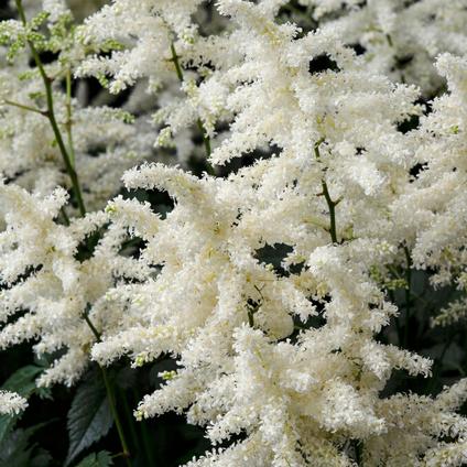 Astilbe arendsii 'Bridal Veil' (Ships in Spring)