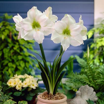 Amaryllis Peruvian 'Denver'