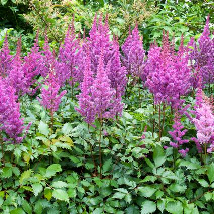 Astilbe chinensis 'Maggie Daley' (Ships in Spring)