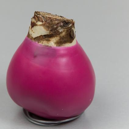 Amaryllis Wax 'Classic Hot Pink'