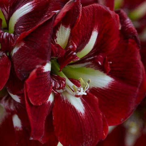 Amaryllis Dutch 'Barbados'