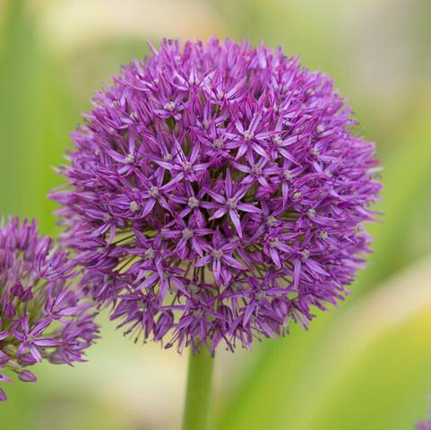 Allium Giant 'Pinball Wizard'