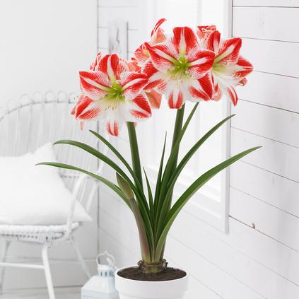 Amaryllis Dutch 'Spartacus'
